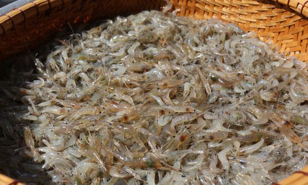 Chuyện nhà Tôm, nhà Tép cũng đau đầu lắm luôn