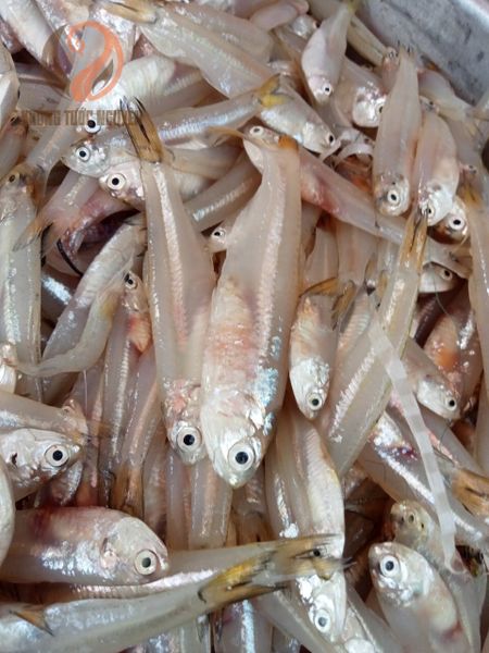 Những điều thú vị về Cá Cơm