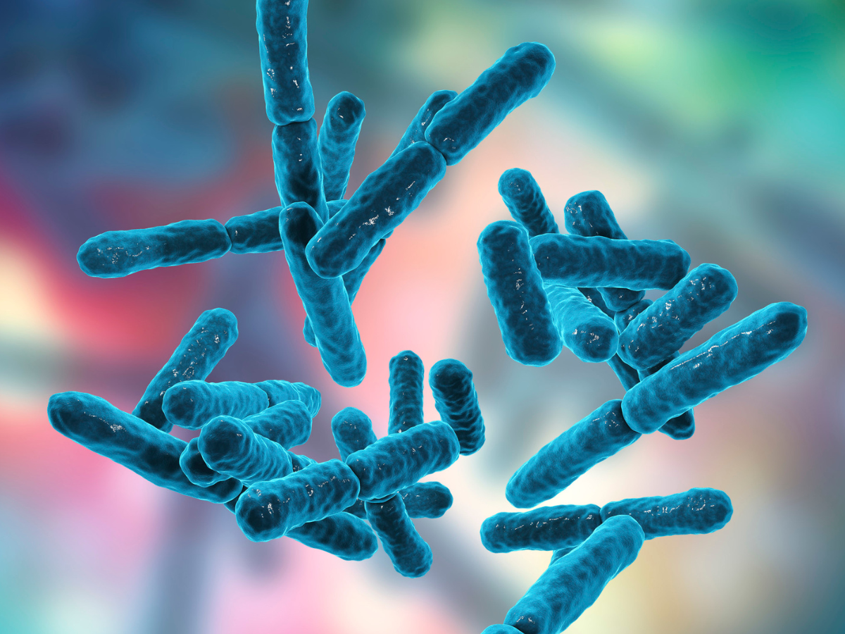 Lợi khuẩn Bifidobacterium longum là gì? Có vai trò như thế nào với hệ tiêu hóa của trẻ nhỏ?