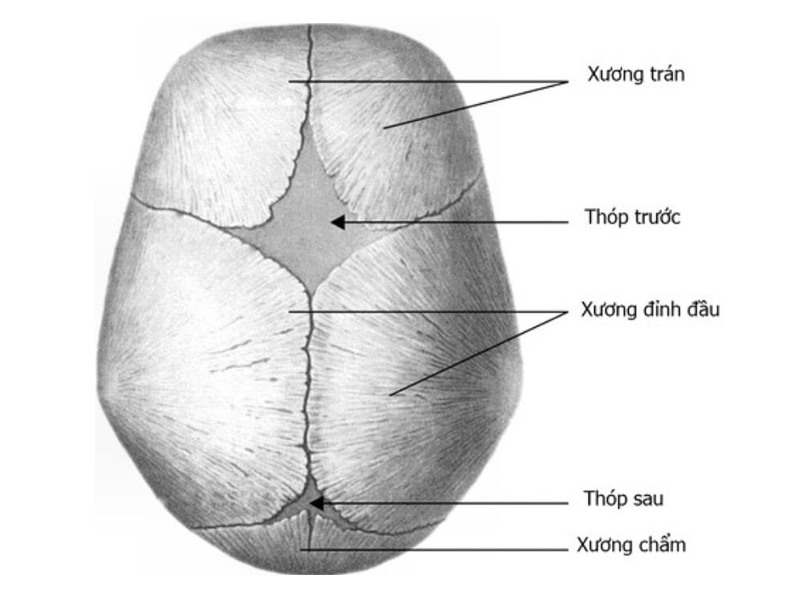 Thóp là gì? Thóp phồng ở trẻ sơ sinh