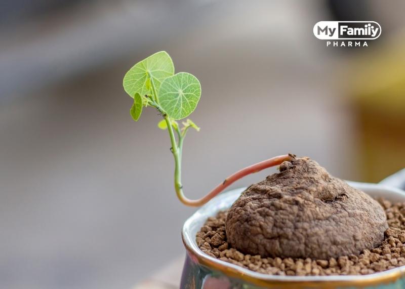 CAO BÌNH VÔI: MỘT TRONG NHỮNG BÀI THUỐC TRỊ MẤT NGỦ HIỆU QUẢ