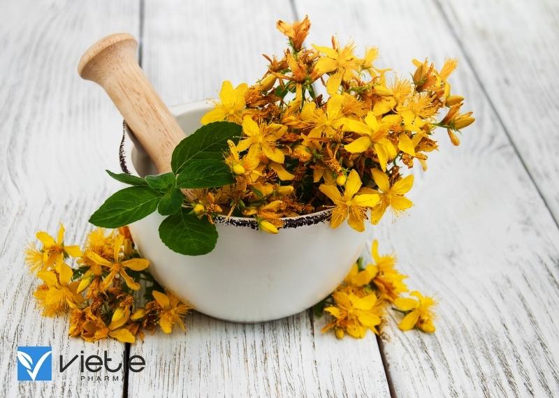 CÂY BAN ÂU VÀ NHỮNG LỢI ÍCH ĐỐI VỚI SỨC KHỎE