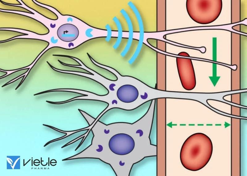 ĐẦU DÒ MRI MỚI CÓ THỂ TIẾT LỘ NHIỀU HOẠT ĐỘNG BÊN TRONG CỦA NÃO BỘ