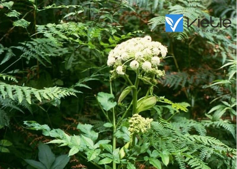 Độc hoạt - Công dụng và cách dùng