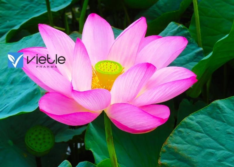 Cao lá sen - công dụng và cách dùng