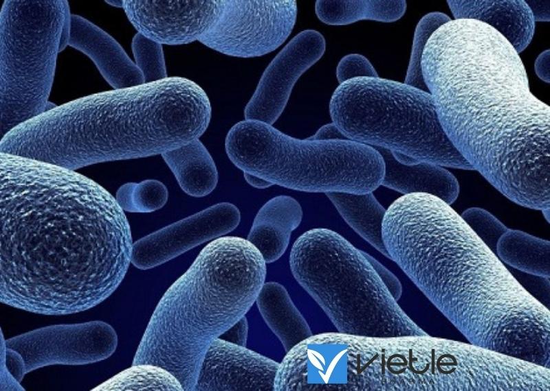 LỴ TRỰC TRÙNG DO SHIGELLA DYSENTERIAE: NGUYÊN NHÂN, TRIỆU CHỨNG VÀ CÁCH ĐIỀU TRỊ