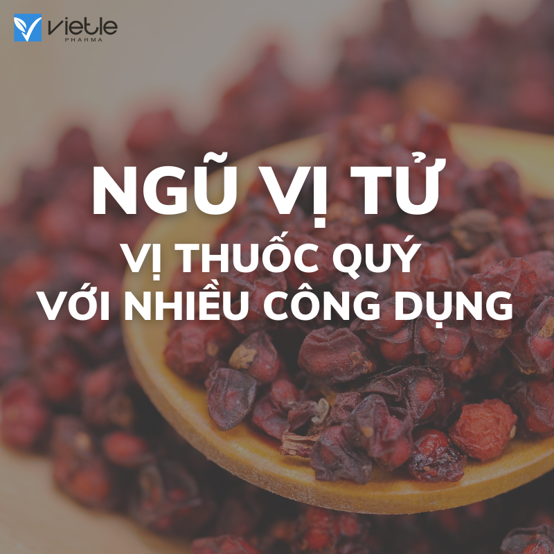 NGŨ VỊ TỬ - VỊ THUỐC QUÝ VỚI NHIỀU CÔNG DỤNG SỨC KHỎE
