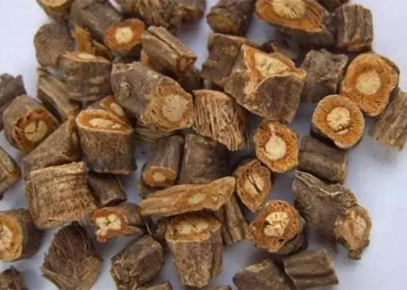 Phòng phong- Dược liệu trị cảm mạo phong hàn