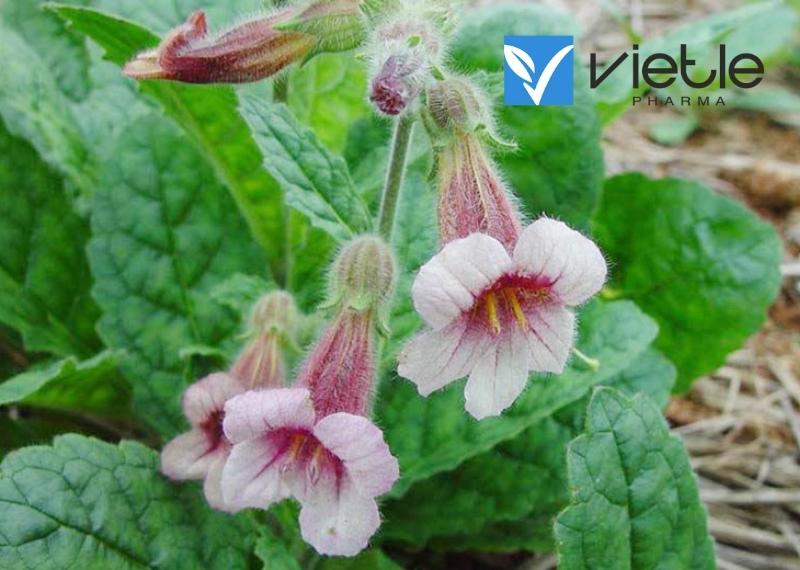 Sinh địa - Công dụng và cách dùng