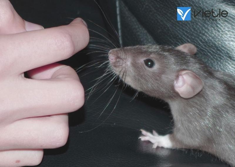 SỐT XUẤT HUYẾT DO VIRUS HATAN VÀ CÁCH ĐIỀU TRỊ