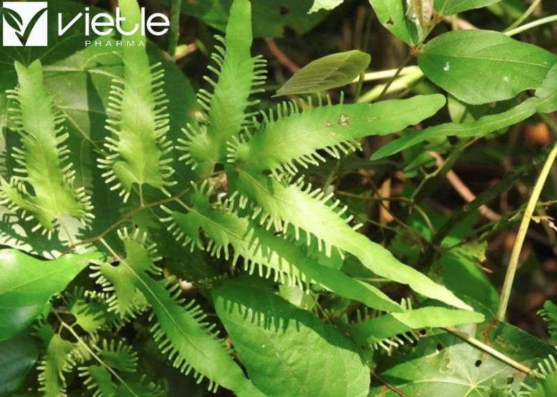 Hải trung kim: Vị thuốc quý trong rừng