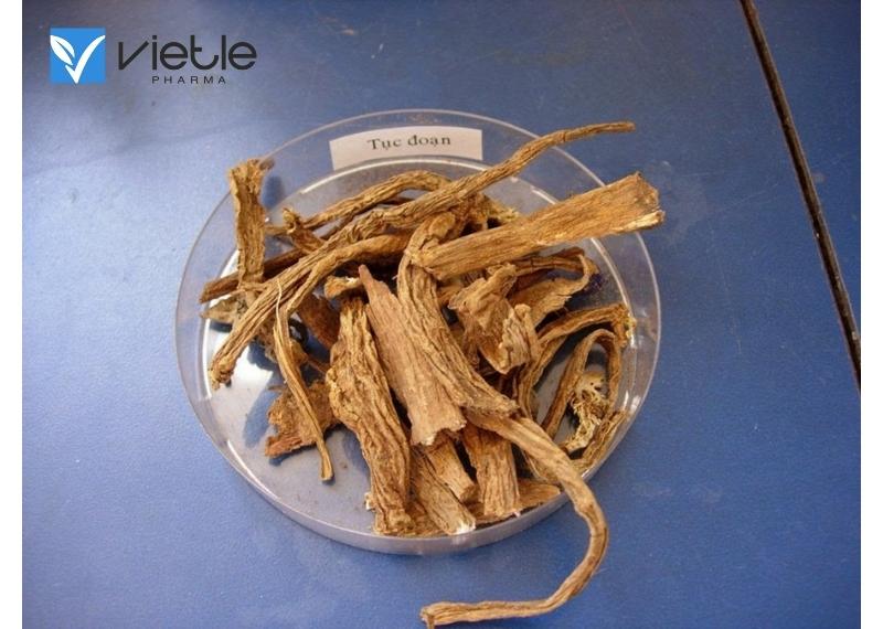 Cây tục đoạn có tác dụng gì? Một số bài thuốc liên quan