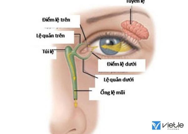 tắc lệ đạo
