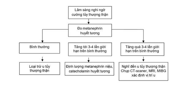 cường chức năng tủy thượng thận