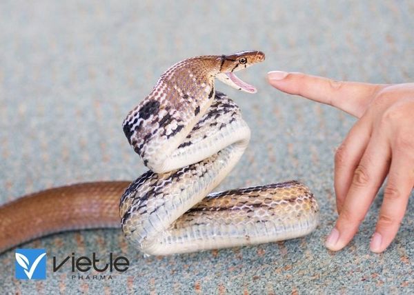 Rắn cắn ở trẻ em