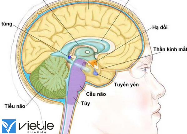Suy tuyến yên