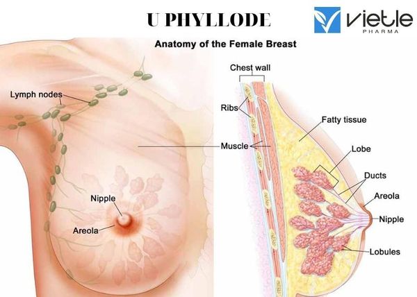 U PHYLLODE