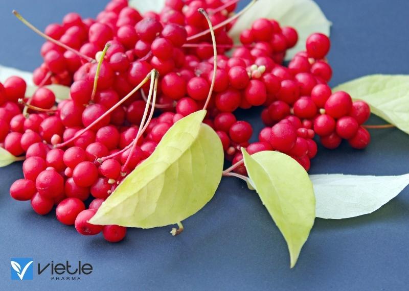 Vị thuốc quý ngũ vị tử Những điều cần biết