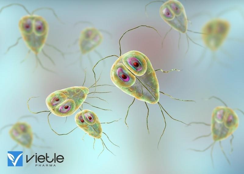 VIÊM RUỘT DO GIARDIA LÀ BỆNH GÌ
