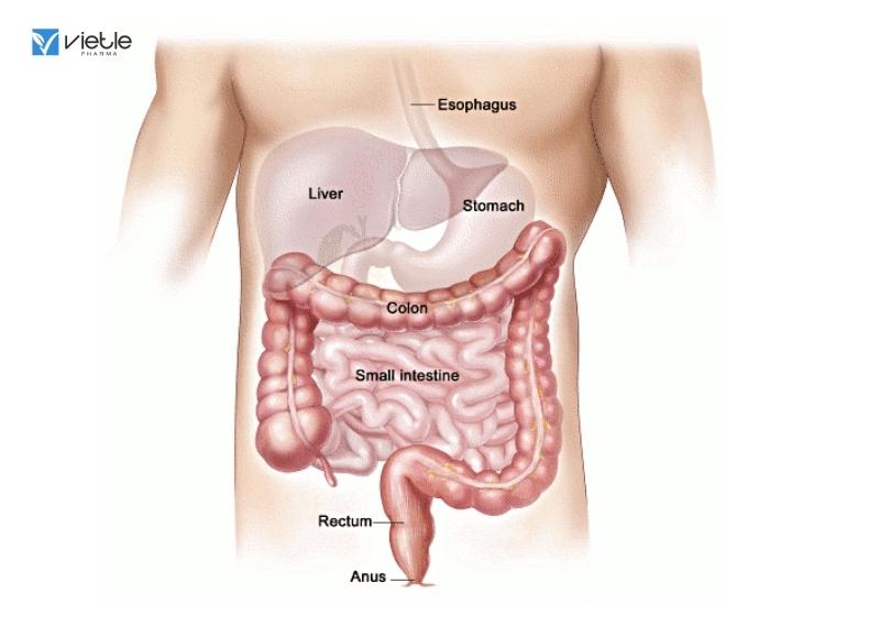 Xuất huyết tiêu hoá thấp