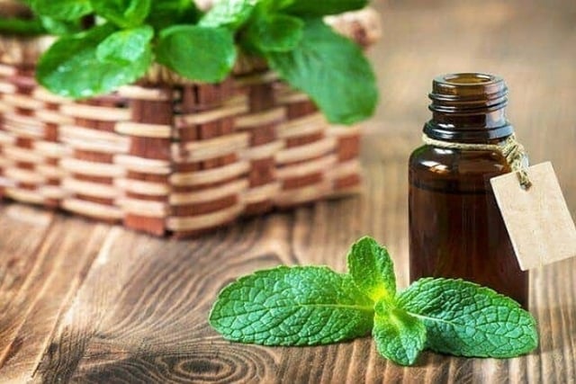 Tinh dầu húng chanh là gì? Tác dụng của dầu húng chanh với trẻ em?