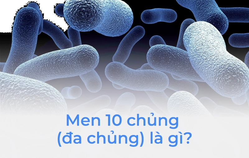 Men 10 chủng là gì? Men vi sinh đa chủng là gì?