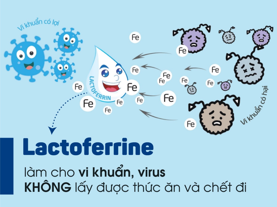 Lactoferrin là gì? Vai trò của lactoferrin với hệ miễn dịch với trẻ em?
