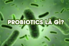 Lợi khuẩn probiotics là gì? Vai trò của lợi khuẩn