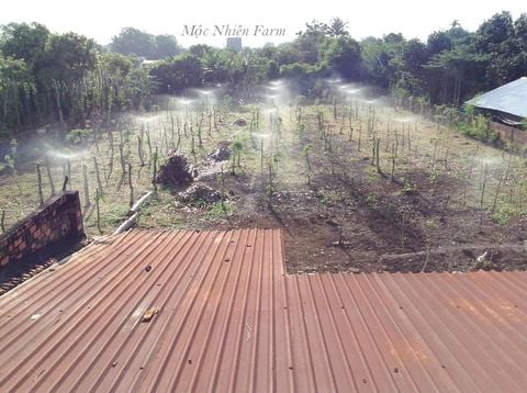 Mộc Nhiên Farm giai đoạn 1: Những ngày đầu mơ mộng!