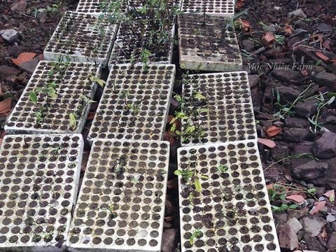 Mộc Nhiên Farm giai đoạn 2. Phần 3: Nuôi trồng.