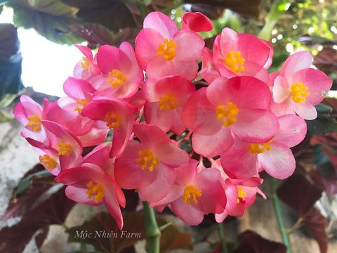 Tại sao càng chăm cây càng bệnh?