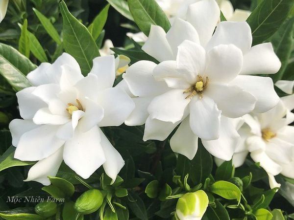 Loài hoa ngát hương không thể thiếu trong khu vườn của những ai yêu hoa màu trắng.