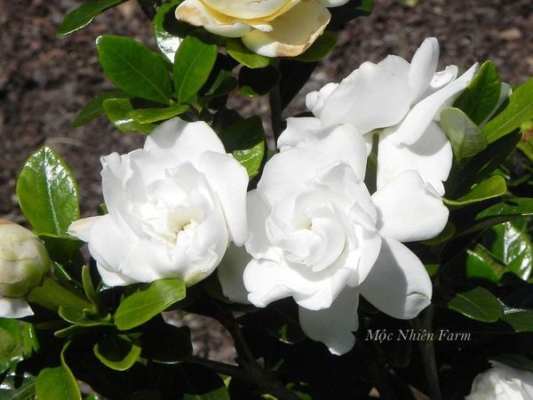 Hoa bạch thiên hương nổi bật trên những chiếc lá xanh bóng đậm.