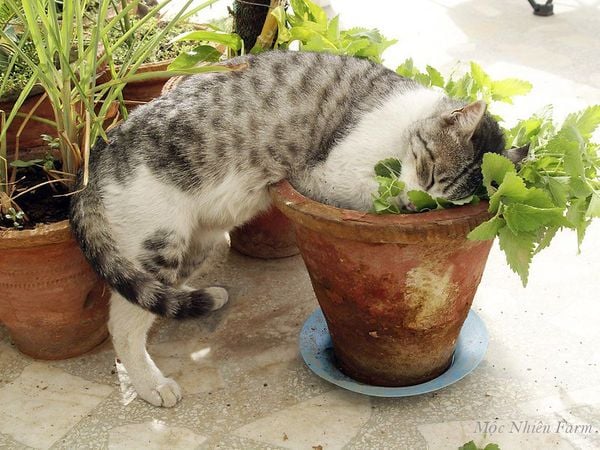 Bạc hà mèo là một loại cây cảnh rất đặc biệt, được trồng để tạo ra vật liệu phong thủy tốt cho mọi gia đình. Cùng xem hình ảnh bạc hà mèo độc đáo này để cảm nhận sức sống và vẻ đẹp của loài cây này.