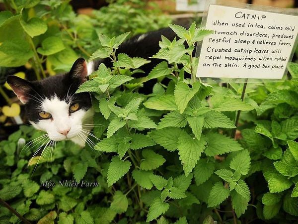 Catnip (Bạc Hà Mèo) - Đồ Chơi Cho Bé Mèo Của Bạn – Mộc Nhiên Farm