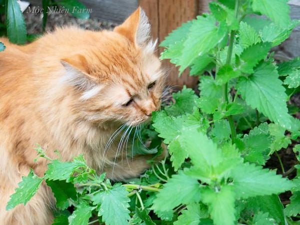 Đây là loại rau chứa nhiều chất xơ tốt cho hệ tiêu hóa, bé mèo của bạn có thể ăn với một lượng vừa phải.
