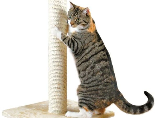 Xịt catnip lên các dụng cụ cào móng mà bạn dành riêng cho mèo, để chúng tránh xa các thảm, ghế sofa mà bạn không muốn bị hư hại.