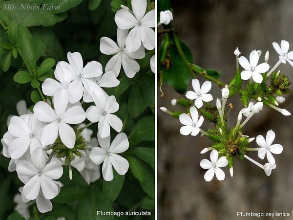Hai loại hoa bạch xà cùng màu trắng nhưng kích thước khác nhau.
