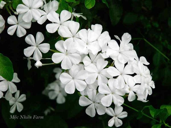 Cây bạch hoa xà trắng muốt.