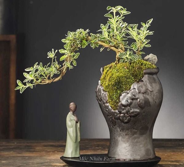Thú vui chơi bonsai để thiền định.