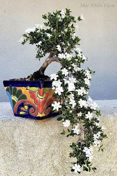 Cây bạch tuyết mai khi được tạo dáng bonsai.
