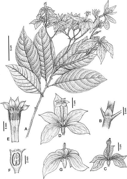 Cây bướm bạc được coi là 1 loại thảo dược phổ biến.