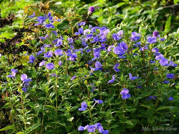 Vì là cây thân thảo nên cần căn lượng nước phù hợp, tránh bị ngập úng.