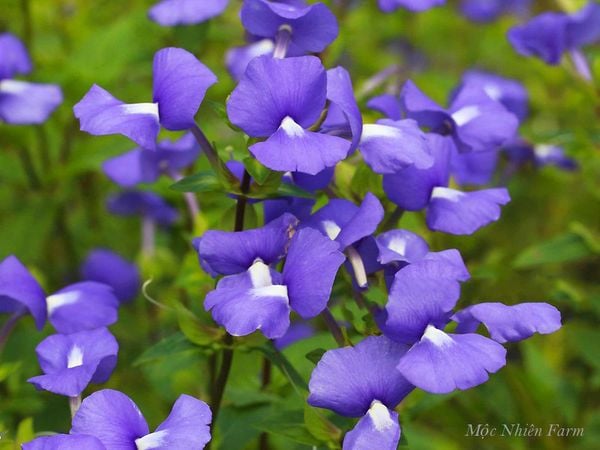 Mang hình dáng cánh bướm nên cây cẩm lan còn được gọi là cây bướm xanh.