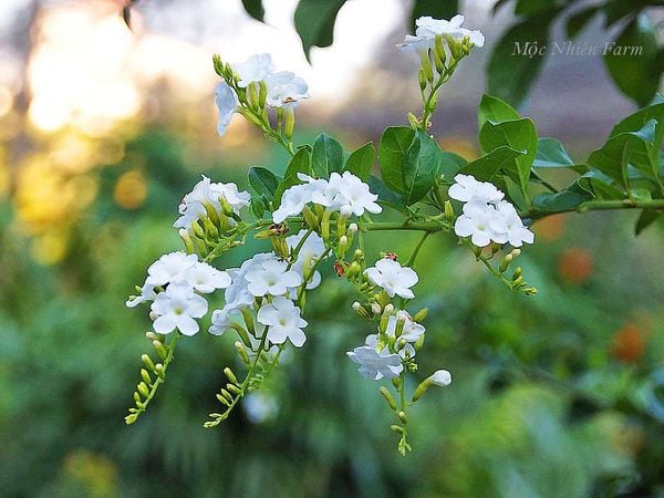 Hoa chuỗi ngọc trắng
