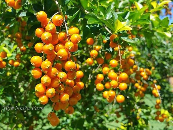 Những chuỗi quả vàng cam mang lại nét hấp dẫn riêng.