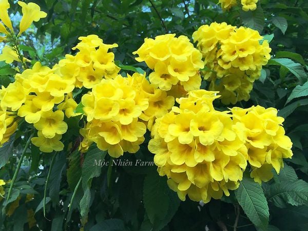 Hoa mang màu vàng của nắng.