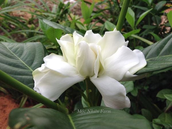 Đóa hoa màu trắng được nâng đỡ bởi những chiếc lá xanh bóng đậm.