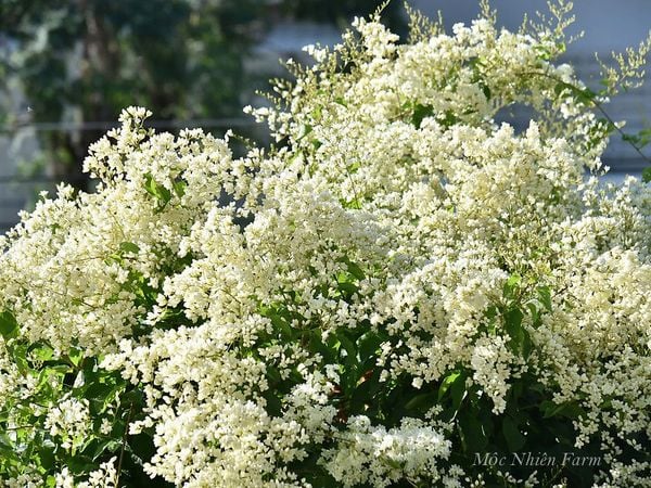 Cây đinh hương đẹp tuyệt khi nở hoa trắng muốt.