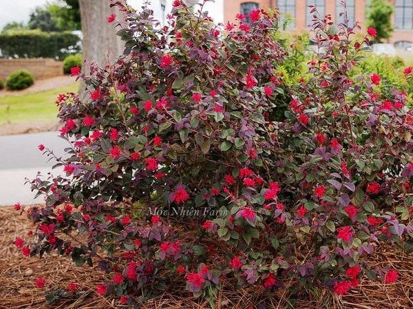 Màu lá đỏ tía đặc biệt của cây hồng phụng.